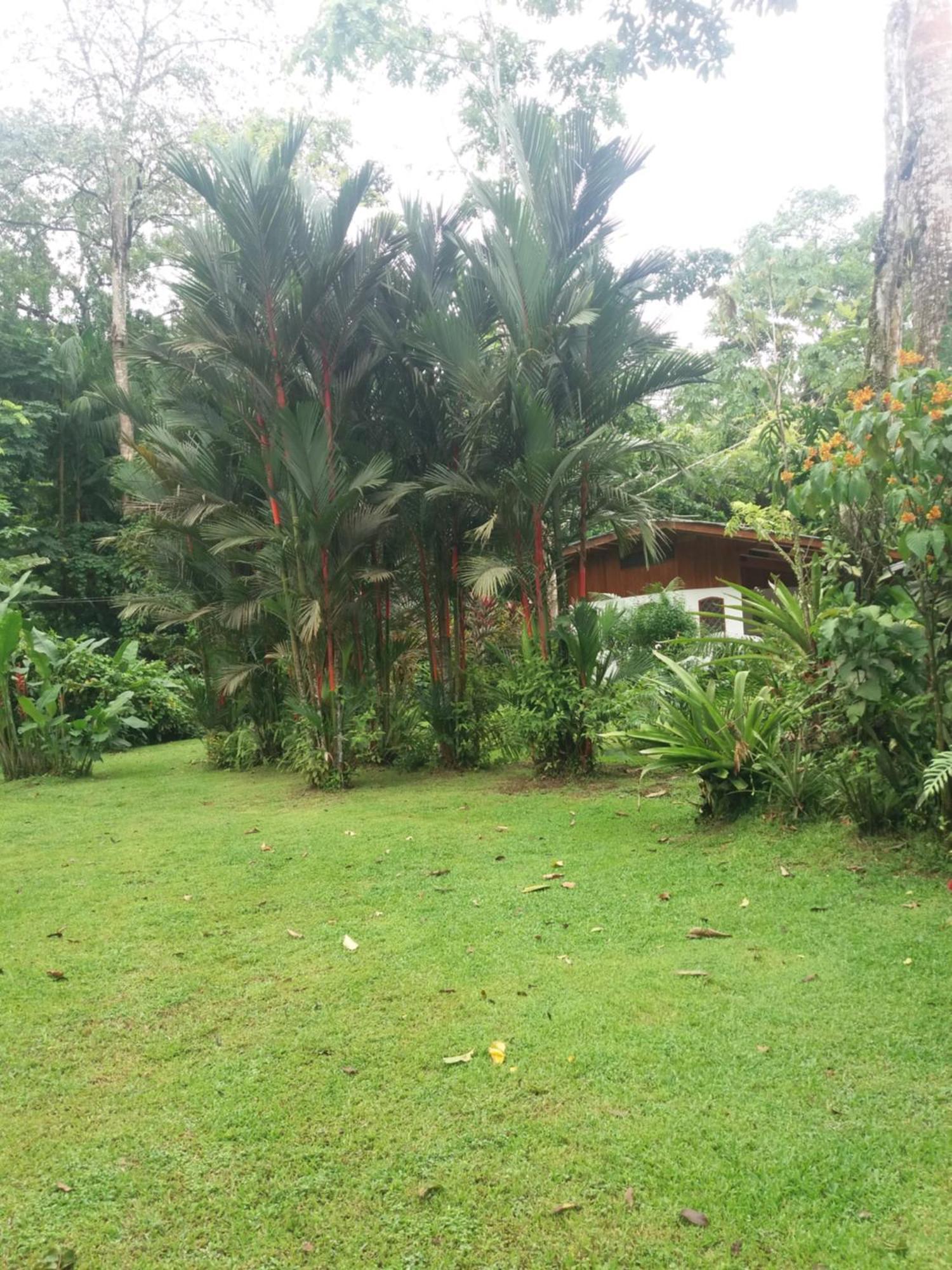 Los Delfines Lodge Puerto Viejo de Talamanca エクステリア 写真